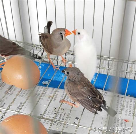 珍珠鳥幼鳥|珍珠鳥怎麼養飼養方法是什麼